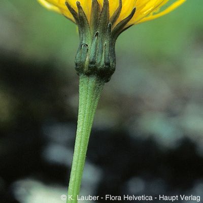 Leontodon hispidus subsp. danubialis (Jacq.) Simonk., © 2022, Konrad Lauber – Flora Helvetica – Haupt Verlag