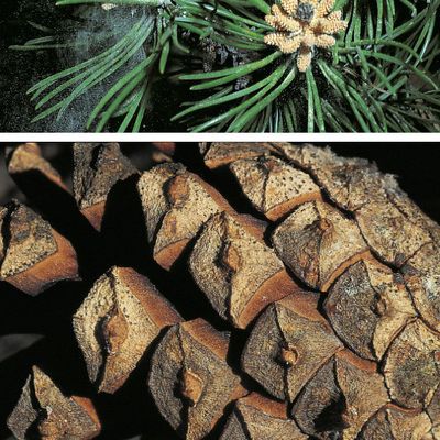 Pinus sylvestris L., © 2022, Konrad Lauber – Flora Helvetica – Haupt Verlag