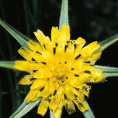 Tragopogon pratensis subsp. minor (Mill.) Hartm., © 2022, Konrad Lauber – Flora Helvetica – Haupt Verlag