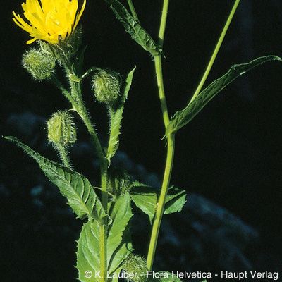 Crepis pyrenaica (L.) Greuter, © 2022, Konrad Lauber – Flora Helvetica – Haupt Verlag
