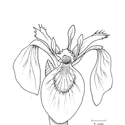 Iris pseudacorus L., © 2022, Stefan Eggenberg – Flora Vegetativa - Haupt Verlag