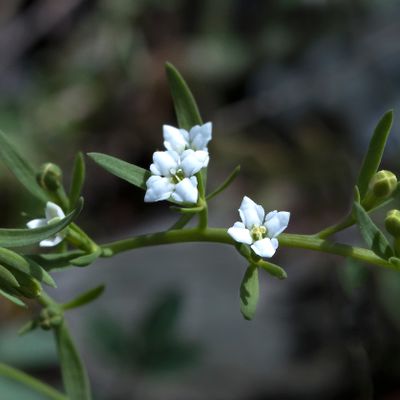 Thesium alpinum L., 17 June 2016 – Santalaceae