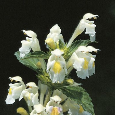 Galeopsis segetum Neck., © 2022, Konrad Lauber – Flora Helvetica – Haupt Verlag