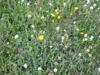 1/5 - © 2013, Patrice Prunier – IV.3.2.1.1 - Polygalo vulgaris-Poetum variegatae, Riffelalp Zermatt CH-Vs