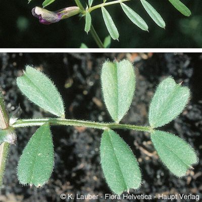 Vicia sativa subsp. cordata (Hoppe) Batt., © 2022, Konrad Lauber – Flora Helvetica – Haupt Verlag