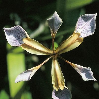 Iris foetidissima L., © 2022, Konrad Lauber – Flora Helvetica – Haupt Verlag