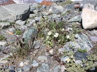 3/7 - © 2013, Patrice Prunier – III.3.1.2.5 - Campanulo cenisiae-Saxifragetum oppositifoliae, Zermatt CH-Vs