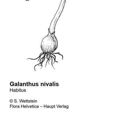 Galanthus nivalis L., © 2022, Stefan Eggenberg – Flora Vegetativa - Haupt Verlag