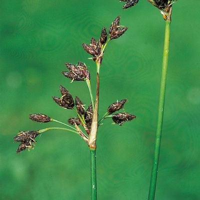 Schoenoplectus lacustris (L.) Palla, © 2022, Konrad Lauber – Flora Helvetica – Haupt Verlag