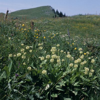 Allium victorialis L., 11 June 2003, © 2022, Philippe Juillerat – Chasseral