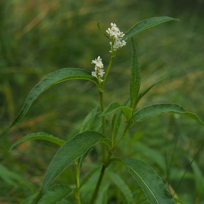 Polygonum alpinum All., © Copyright 2023 Michael Jutzi
 – Bosco Gurin TI