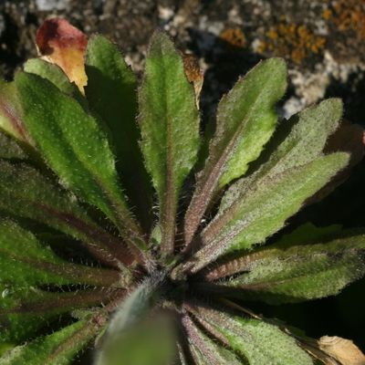 Arabidopsis thaliana (L.) Heynh., © Copyright Christophe Bornand