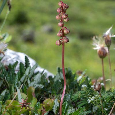 Pyrola minor L., 13 July 2017, Françoise Alsaker – Ericaceae