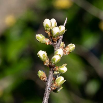 Prunus spinosa L., 28 March 2021, © Copyright Françoise Alsaker