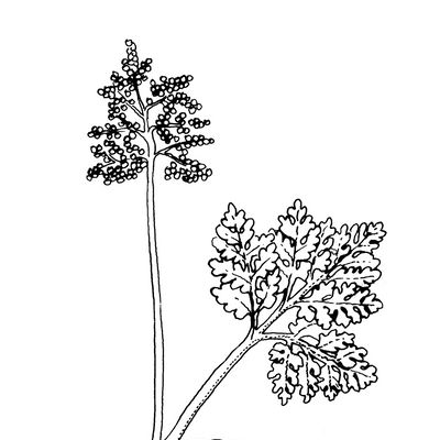 Botrychium multifidum (S. G. Gmel.) Rupr., © 2022, Stefan Eggenberg – Flora Vegetativa - Haupt Verlag