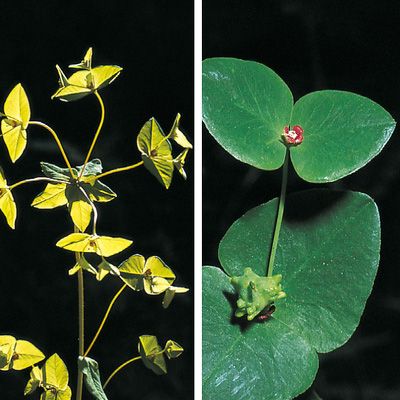 Euphorbia dulcis L., © 2022, Konrad Lauber – Flora Helvetica – Haupt Verlag