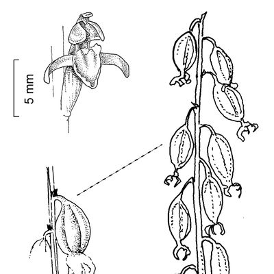 Corallorhiza trifida Châtel., 2 December 2022, © 2022, Stefan Eggenberg – Flora Vegetativa - Haupt Verlag