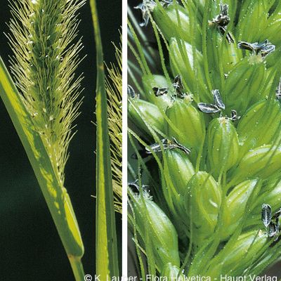 Setaria viridis (L.) P. Beauv., © 2022, Konrad Lauber – Flora Helvetica – Haupt Verlag