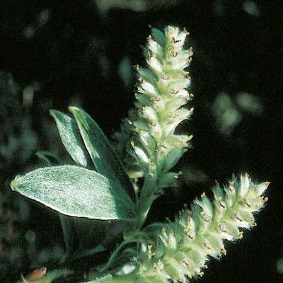 Salix glaucosericea Flod., © 2022, Konrad Lauber – Flora Helvetica – Haupt Verlag