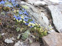 4/5 - © 2013, Patrice Prunier – III.3.1.2.2 - Artemisio genipi-Saxifragetum muscoidis, Oberrothorn Zermatt Ch-Vs