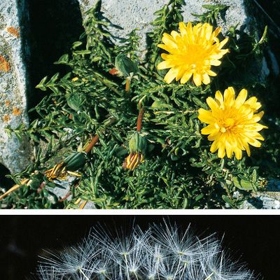 Taraxacum laevigatum aggr., © 2022, Konrad Lauber – Flora Helvetica – Haupt Verlag