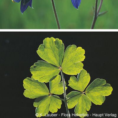 Aquilegia vulgaris L., © 2022, Konrad Lauber – Flora Helvetica – Haupt Verlag