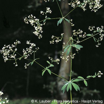 Galium sylvaticum L., © 2022, Konrad Lauber – Flora Helvetica – Haupt Verlag