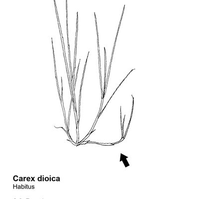 Carex diandra Schrank, 7 January 2021, © 2022, Stefan Eggenberg – Flora Vegetativa - Haupt Verlag