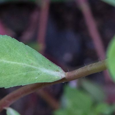 Euphorbia helioscopia L., 31 July 2017, Françoise Alsaker – Euphorbiaceae
