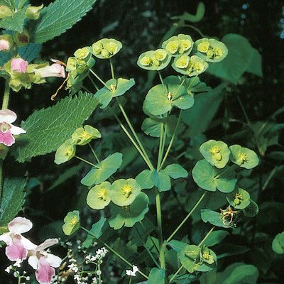 Euphorbia amygdaloides L., © 2022, Konrad Lauber – Flora Helvetica – Haupt Verlag