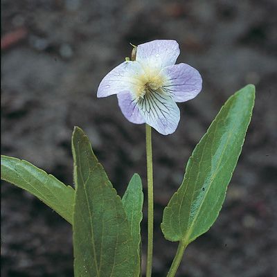 Viola persicifolia auct., © 2022, Konrad Lauber – Flora Helvetica – Haupt Verlag