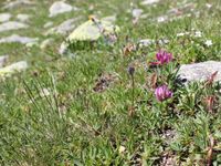 8/8 - © 2013, Patrice Prunier – IV.3.1.2.2 - Trifolietum alpini, Berninapass Gess CH-Gr