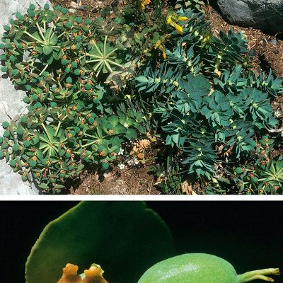 Euphorbia myrsinites L., © 2022, Konrad Lauber – Flora Helvetica – Haupt Verlag