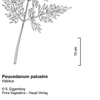 Peucedanum palustre (L.) Moench, © 2022, Stefan Eggenberg – Flora Vegetativa © Haupt Verlag