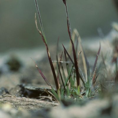 Trisetum spicatum (L.) K. Richt., © Copyright Christophe Bornand