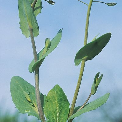 Thlaspi perfoliatum L., © 2022, Konrad Lauber – Flora Helvetica – Haupt Verlag