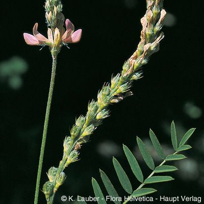 Onobrychis arenaria (Kit.) DC., © 2022, Konrad Lauber – Flora Helvetica – Haupt Verlag