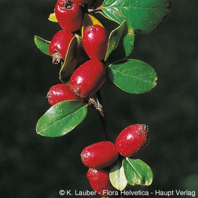 Cotoneaster divaricatus Rehder & E. H. Wilson, © 2022, Konrad Lauber – Flora Helvetica – Haupt Verlag