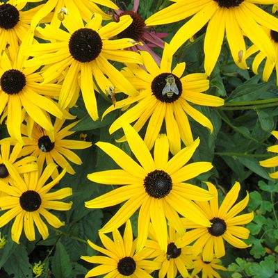 Rudbeckia hirta L., 29 August 2010, © 2010, Erwin Jörg