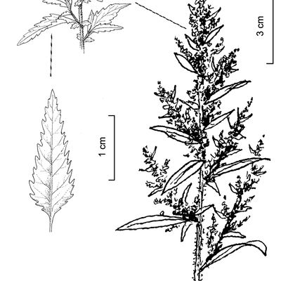 Chenopodium ambrosioides L., © 2022, Stefan Eggenberg – Flora Vegetativa © Haupt Verlag
