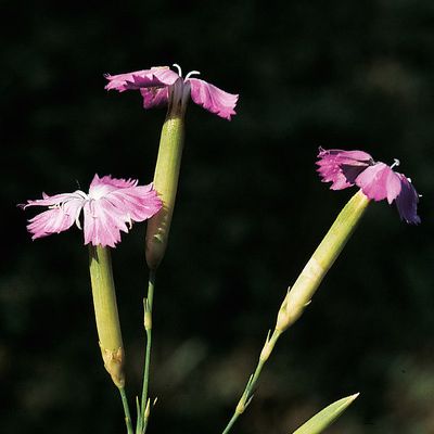 Dianthus caryophyllus L., © 2022, Konrad Lauber – Flora Helvetica – Haupt Verlag