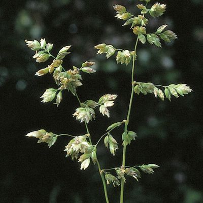 Poa badensis Willd., © 2022, Konrad Lauber – Flora Helvetica – Haupt Verlag