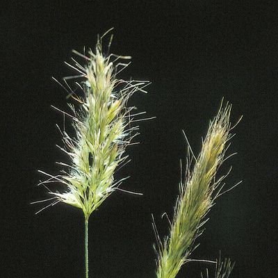 Trisetum cavanillesii Trin., © 2022, Konrad Lauber – Flora Helvetica – Haupt Verlag