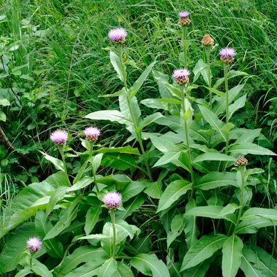 Stemmacantha rhapontica (L.) Dittrich subsp. rhapontica, © 2022, Philippe Juillerat – Sosto. Olivone