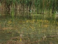 5/5 - © 2010, Aurélie Boissezon – I.2.2.2.1 - Utricularietum australis, Lac du Bois d'Avaz, Le Thuet F-74