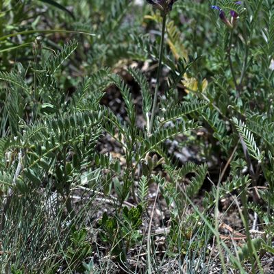 Astragalus onobrychis L., 7 June 2017, © Copyright 2017 Françoise Alsaker – Fabaceae
