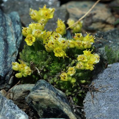 Draba hoppeana Rchb., © 2022, Hugh Knott – Zermatt