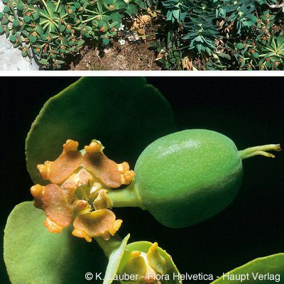 Euphorbia myrsinites L., © 2022, Konrad Lauber – Flora Helvetica – Haupt Verlag