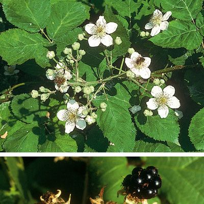 Rubus fruticosus aggr., © 2022, Konrad Lauber – Flora Helvetica – Haupt Verlag