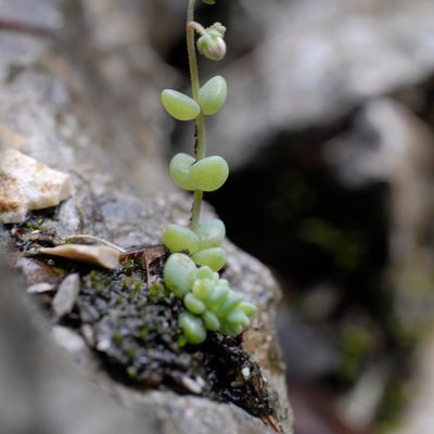 Sedum dasyphyllum L., © 2022, Philippe Juillerat – Combe-Biosse